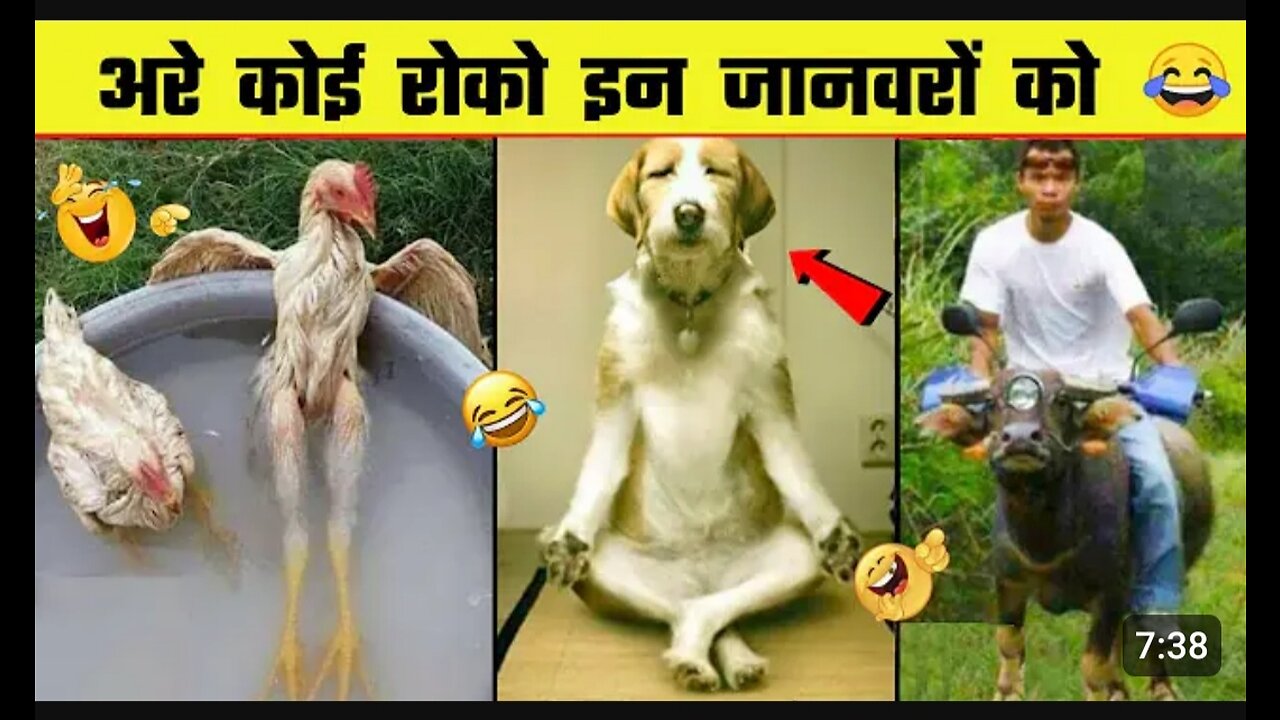 Funniest Animals😂 Funny cats and dogs 2023😺🐶part 1