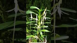 #ninjaorchids #jumelleaarborescens #angraecoid #orchidsinbloom #uniqueorchids #shorts
