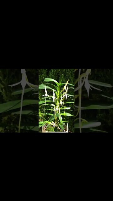 #ninjaorchids #jumelleaarborescens #angraecoid #orchidsinbloom #uniqueorchids #shorts