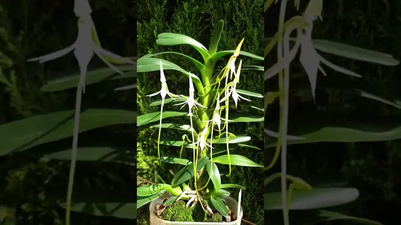 #ninjaorchids #jumelleaarborescens #angraecoid #orchidsinbloom #uniqueorchids #shorts
