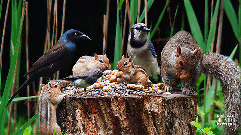 Cat TV 🐱 Dog TV 🐶 Upstate Birds And Critters: Ep 280 — 060324