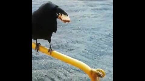 This crow will take all your biscuits