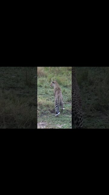 Maasai Mara Sightings Today 21/09/21 (Lions, Cheetah, Rhino, etc) | Zebra Plains | #shorts