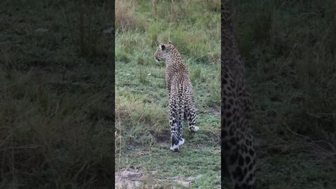 Maasai Mara Sightings Today 21/09/21 (Lions, Cheetah, Rhino, etc) | Zebra Plains | #shorts