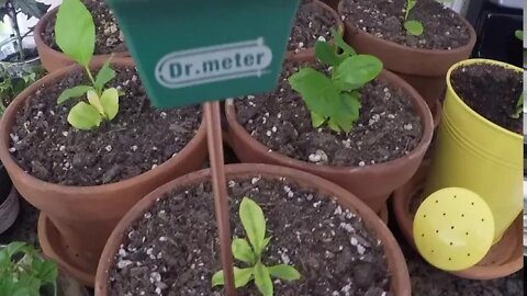 Saturday Projects™.com | Dr. meter Plant Moisture Meter - A must have for potted citrus plants.
