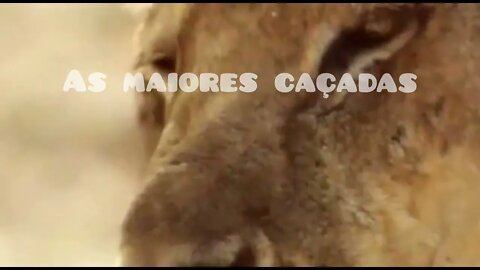 animal selvagem animal selvagem da áfrica animais selvagem
