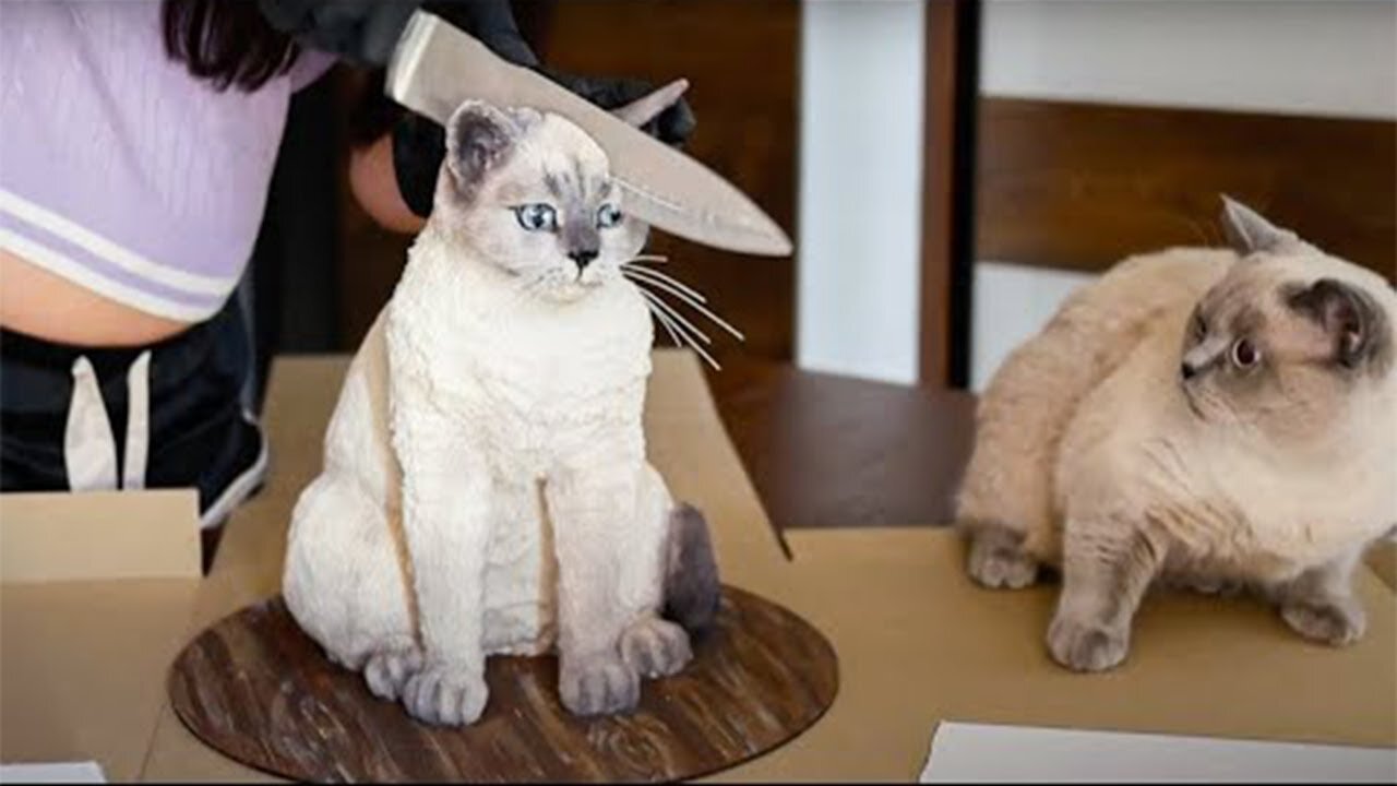 funny funny animals //very funny stories