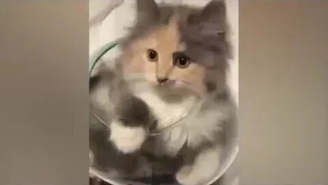 cute kitty ,lovey cats ,dogs , birds