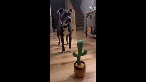 funny dog 🐕