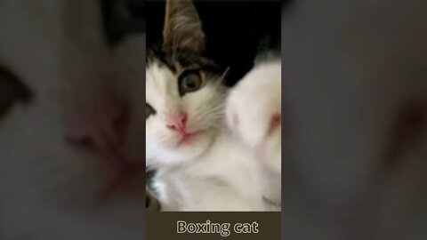 Cat love Boxing ,funny cute cats ,#shorts , funny cat videos, Funny Cute Pets Lovers