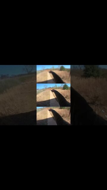 MP Shield with the Extendo #shorts