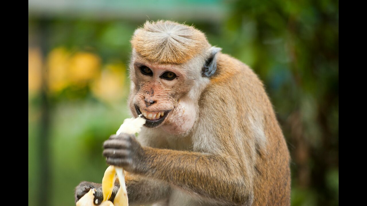 Best Funny Animal Videos of the year (2023), funniest animals ever. relax with cute animals video
