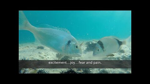 The Cruelty of Fish Farming: An In-Depth Look