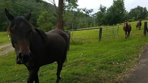 Moving the horses across to a different paddock. I called them and they literally came running