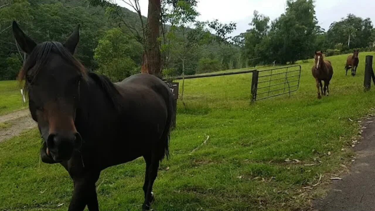 Moving the horses across to a different paddock. I called them and they literally came running