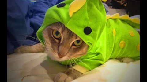 The Most Lovely & Cutest Pet Compilation 🐱🐶