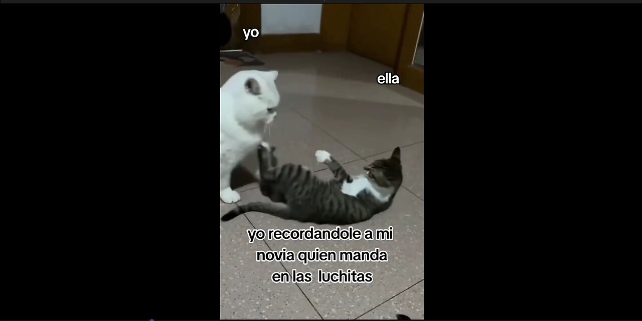 HILARIOUS CAT FIGHT - You Won't Believe This!