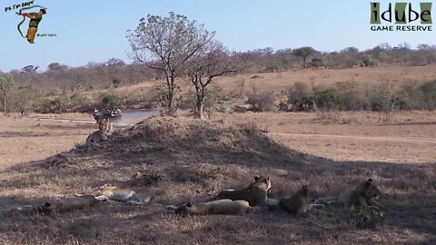 LIONS: Following The Pride 56: Relaxing On A Termite Mound