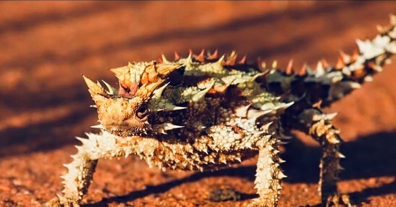 5 Fun Facts About The Thorny Dragon