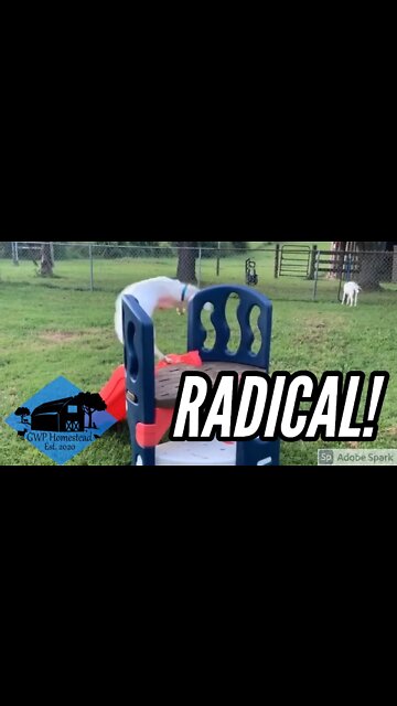 Clyde the Goat 360° Zoomies #shorts