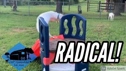 Clyde the Goat 360° Zoomies #shorts