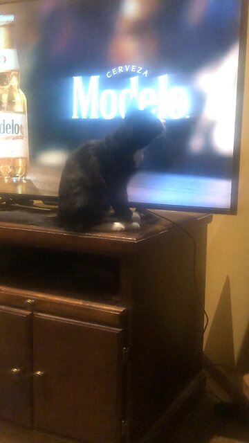 Cat likes Modelo