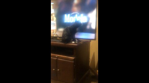 Cat likes Modelo