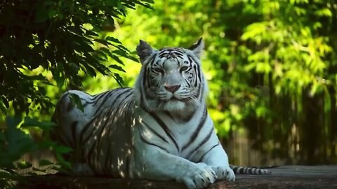 🟥 Peacefull moment 🐅🎍🌴🍃