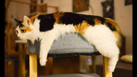 Hilarious Cat Fail Compilation - You Can't Help But Laugh!"🤣🤣