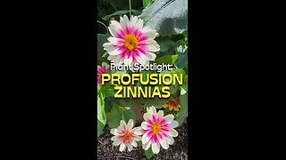 Why You Should Grow Profusion Zinnias