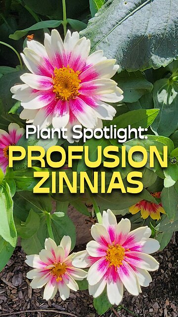 Why You Should Grow Profusion Zinnias
