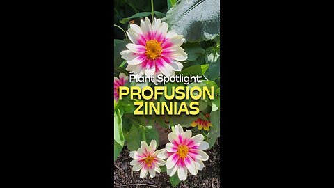 Why You Should Grow Profusion Zinnias