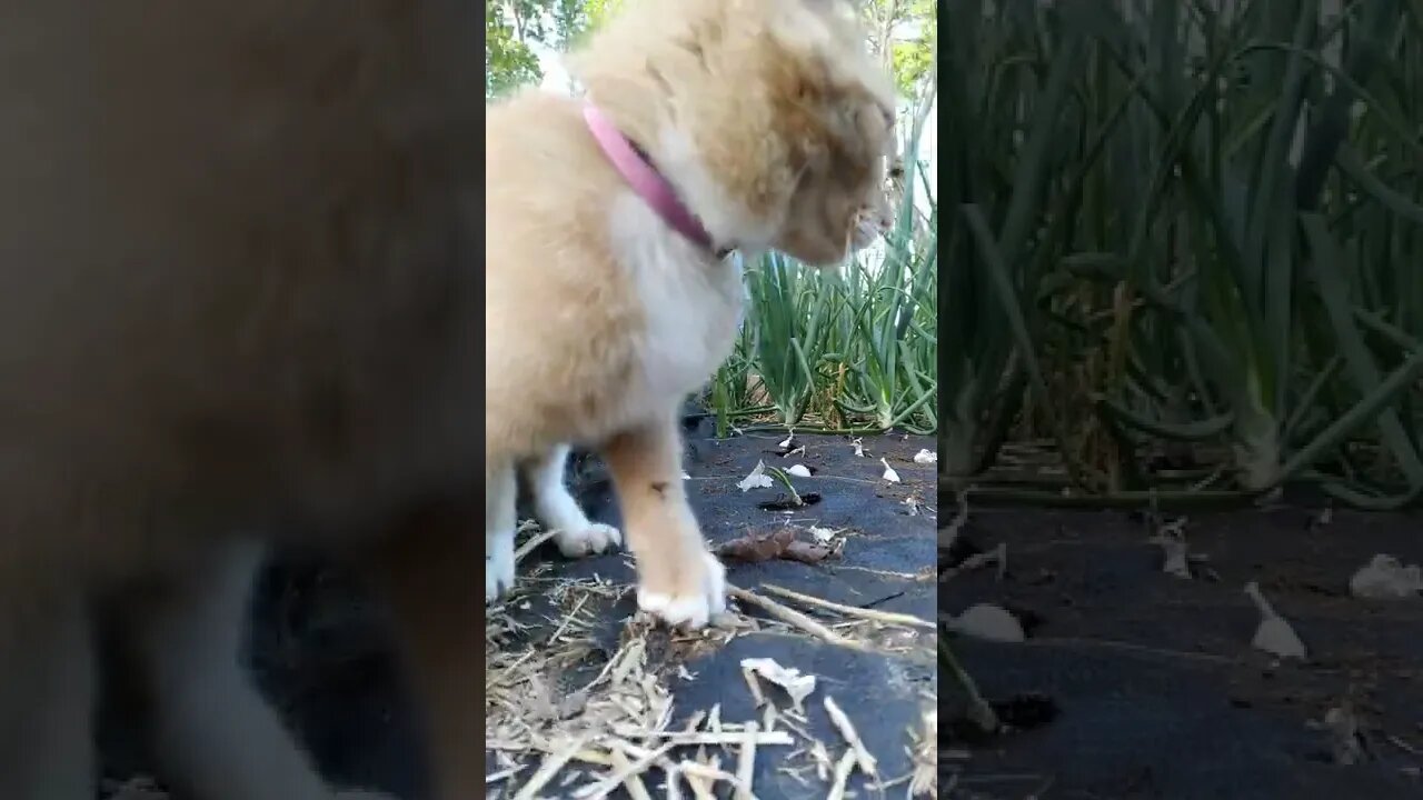 Furry Garden Assistant