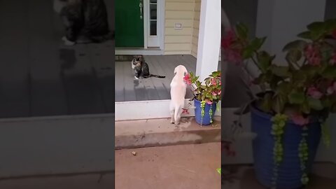 Funny Dogs and Cats: Guaranteed to Make You Laugh!