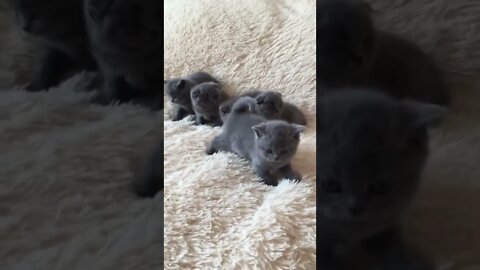 😍🐱🐾