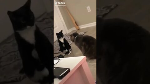 Cats Do You Wanna Catch These Hands I TikTok I @vanessaringer