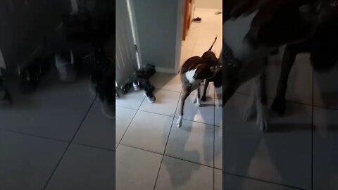 playing with your friend in the morning