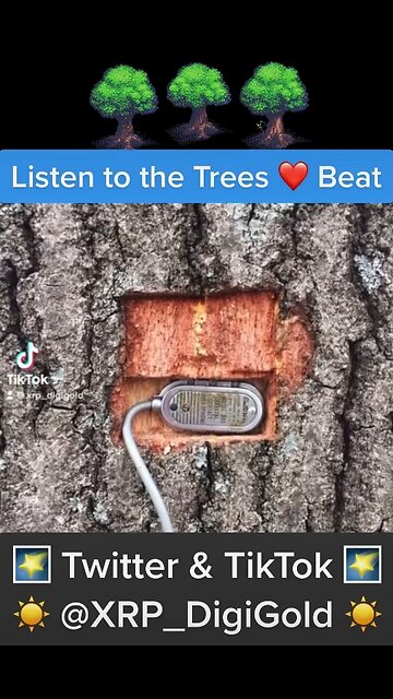 🌴 Trees Talk 🌴