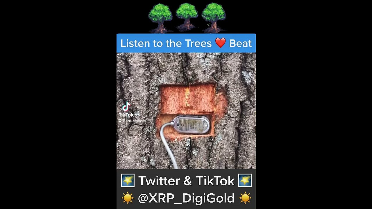 🌴 Trees Talk 🌴