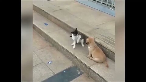 Cat VS Dog Funny Animal Videos