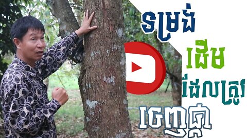 ទម្រង់ដើមទុរេនដែលត្រៀមចេញផ្កា