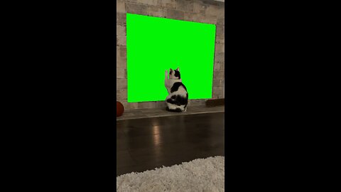 Longing Cat | Green Screen