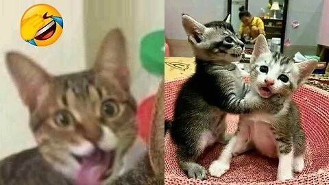 2 HOUR FUNNY CATS COMPILATION 2023😂 Cute and Funny Cat Videos to Keep You Smiling! 😻 #40