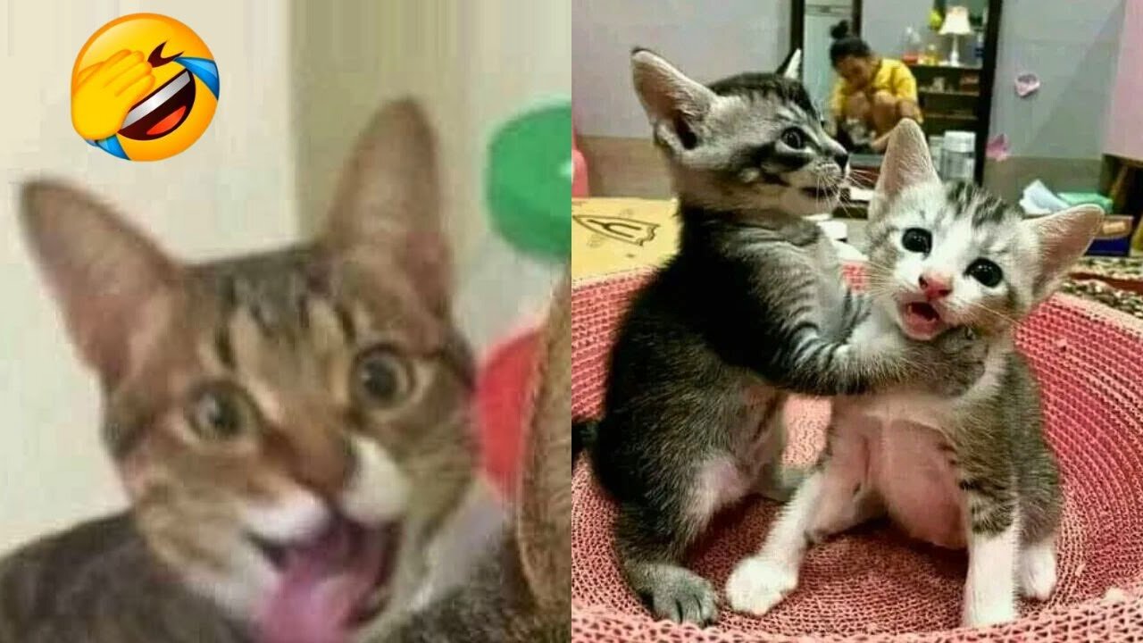 2 HOUR FUNNY CATS COMPILATION 2023😂 Cute and Funny Cat Videos to Keep You Smiling! 😻 #40
