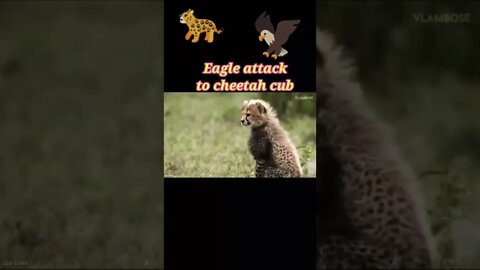 Eagle attack to cheetah cub 2022#shorts #youtubeshorts #shortvideo