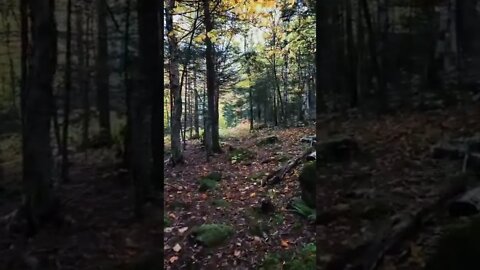 woodland#forest#walkinthewoods#shorts