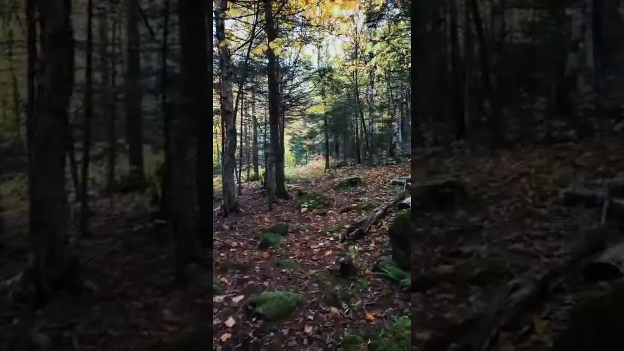 woodland#forest#walkinthewoods#shorts