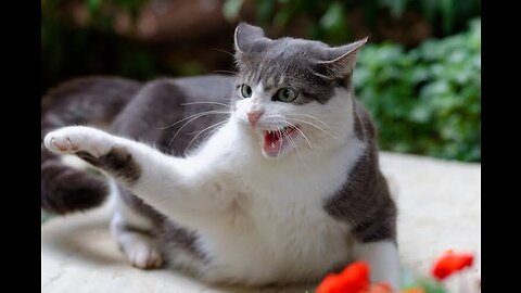 Best funny cat