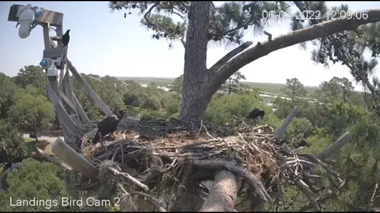 Savannah Nest-Fish Crows-Something to Say-Cam Two 🦉6/2/22 12:08