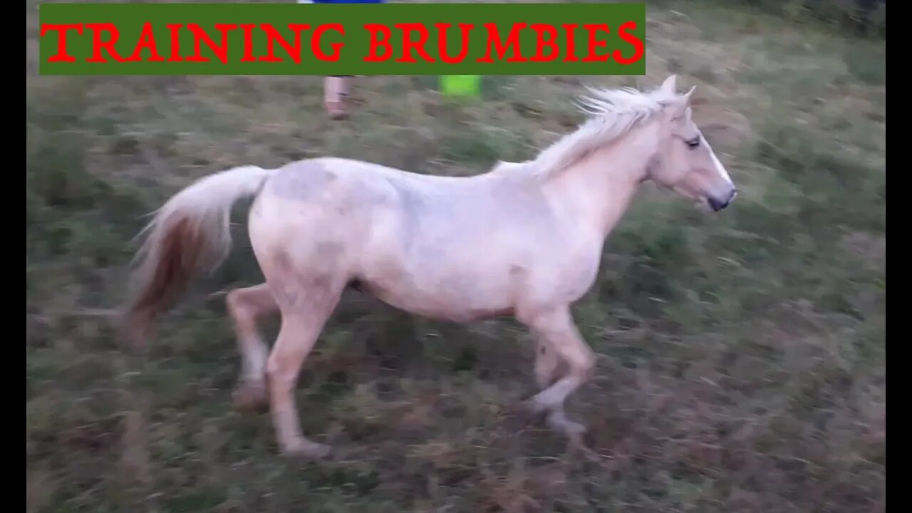 Round Yard Penning with Halo the brumby teaching her to face me - I NEED TO SHUT UP